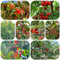 semi di ciliegio semi di frutta ciliegio dolce alberi da frutto piante da frutto giardino piante giardino bonsai ciliegie colonnare dei - rare - resistenti all'esterno 50pcs