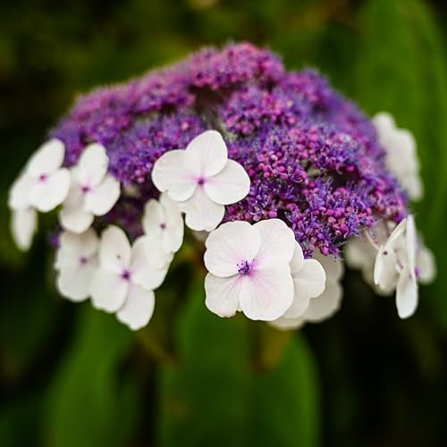 Hydrangea aspera 'Macrophylla' - Lacecap Flowers, Ornamental Shrub for Woodland Gardens, Easy to Grow - 1x 3.6 Litre Potted Plant by Thompson & Morgan