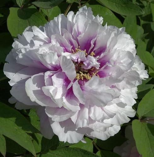 Halbstrauchige Pfingstrose Cora Louise - Paeonia itoh