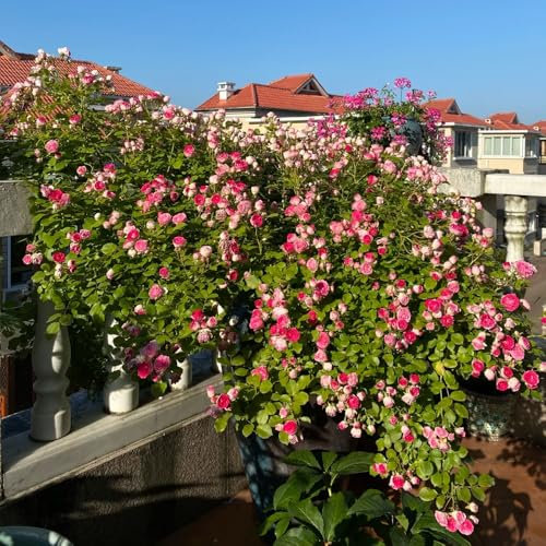 semillas de rosa trepadora, semillas de rosal, maceta, plantas de sombra maceta de bonsái, plantas de jardín Plantas de balcón, semillas de flores cortadas plantas en macetas, 300pcs