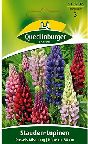 Stauden-Lupine, Russels Hybrid-Mischung