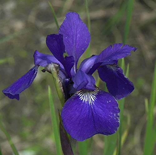 Sibirische Wieseniris Caesars Brother - Iris sibirica - lebende Gartenpflanze aus den Baumschulen