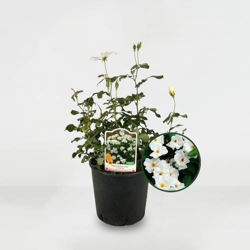 Rosa Bianca rifiorente tappezzante White Knock Out – Meilland pianta di rose in vaso ø19 Vivaio di Castelletto