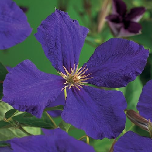 GreenboutiQ - Kletterpflanze - Clematis Jackmanii - Blüte Blau - Wenig Pflege - 2 Pflanzen - Topf 11cm Höhe 40cm