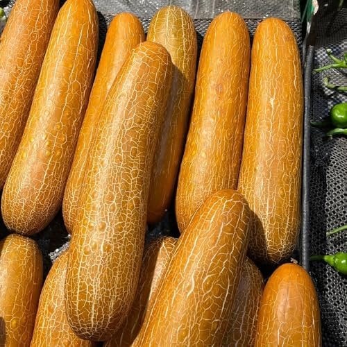 200 pcs gurken samen freiland balkon pflanzen gartenpflanzen winterhart mehrjährig gurkensamen - Cucumis sativus - alte sorten saatgut gartenpflanzen bio samen gemüse seeds kräuter