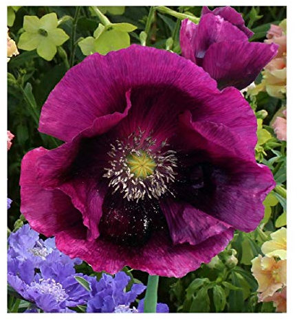 250 Papaver Poppy Laurens Grape Seeds - 250 Purple Poppy Seeds