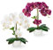 PASCH® 2er Set Orchideen künstlich in Hochglanz-Keramiktöpfen (40cm) | Kunstblumen im Topf | Kunstblumen wie echt | künstliche Orchideen im Topf | künstliche Blumen im Topf | Kunstblume Orchidee