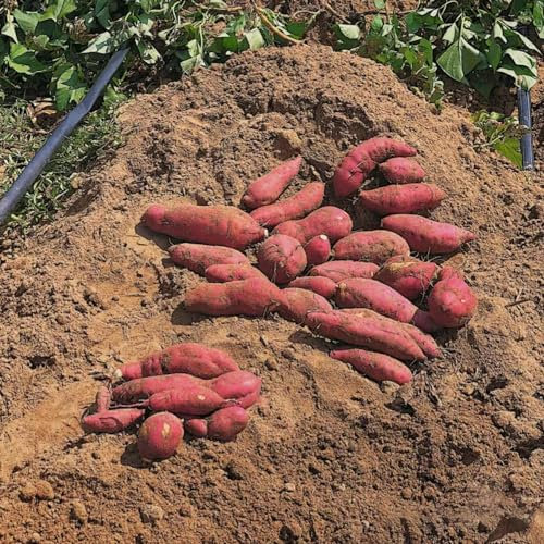 10 pcs süßkartoffel samen bio, süßkartoffeln, gemüsebeet balkon, pflanzensamen süßkartoffel pflanzen kaufen - Ipomoea batatas - garden, seltene samen pflanzensamen gemüse, seed samen