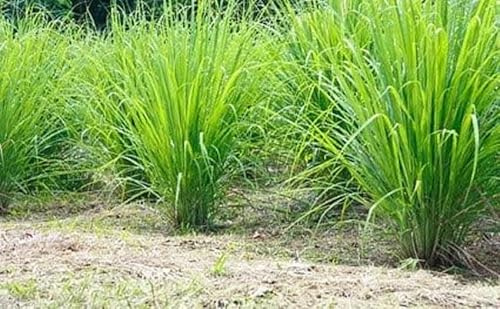 Zitronengras Lemongras 1000 Samen unentbehrlich für die asiatische Küche