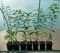 10st. Portugiesischer Kirschlorbeer 20-40cm im Topf Kirschlorbeer Prunus lusitanica 'Angustifolia' Lorbeer Gartenhecke Sichtschutz
