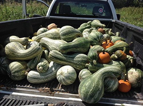 100 Cushaw Grün Strped Squash/Kürbiskerne. Premium USA Samen!
