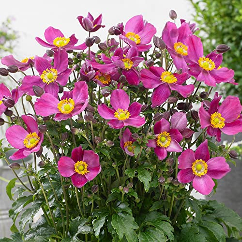 Anemone Plant Fantasy Red Riding Hood Japanese Anemone | Deciduous Perennial (20-30cm Incl. Pot)