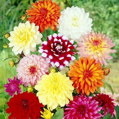 schone Dahlia Summer Flowering Bulbs - Perennial - Ready for Planting Now - for Your Beautiful Garden (4X Dahlia Decorative)