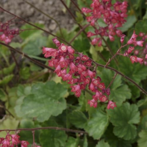 6x Purpurglöckchen 'Leuchtkäfer' - Heuchera sanguinea 'Leuchtkäfer' Topf 9x9cm