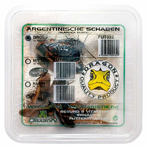 Dragon Argentinische Schaben klein ca. 20Stk in Dose - Futtertiere - Reptilienfutter - Futterinsekt