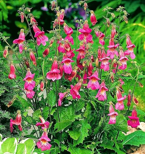 Oriental Foxglove 100 Seeds + Freebie + Plant Tag - Rehemannia Angulata Perennial Flower