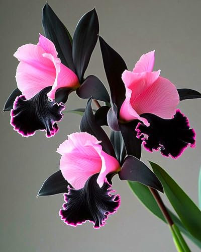 Cymbidium Zwiebeln,Winterhart Topfpflanze,WunderschöNe Blumen,Cymbidium Pflanzen,Winterharte,Winterhart MehrjäHrig-8Rhizome-C