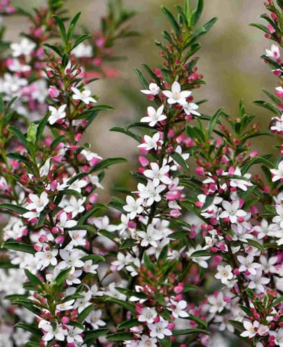 Philotheca Myoporoides 'Gin & Tonic' Plant 3 x 8cm pots