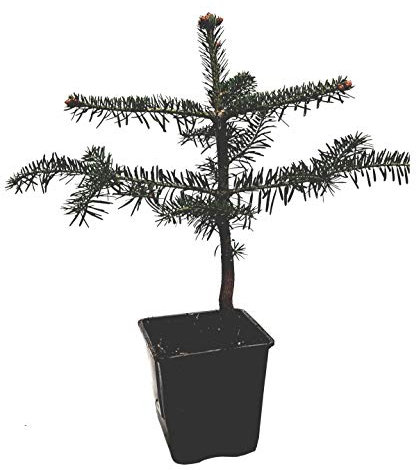 Seedeo® Nordmanntanne (Abies Nordmanniana ambrolauri) 1 x Pflanze ca. 25 cm
