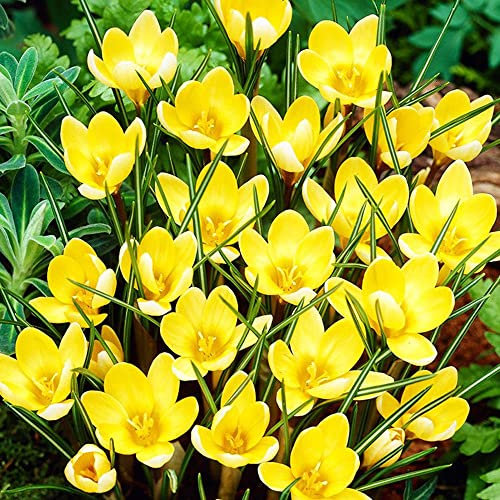 COOTO Garden 10 Stück Krokusse gelb Blumenzwiebeln mehrjährig Krokusse zwiebeln Krokus Blumenzwiebeln Frühblüher Romance