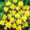 COOTO Garden 10 Stück Krokusse gelb Blumenzwiebeln mehrjährig Krokusse zwiebeln Krokus Blumenzwiebeln Frühblüher Romance