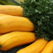 Pianta Zucchine Giallo Orelia F1 in Vaso