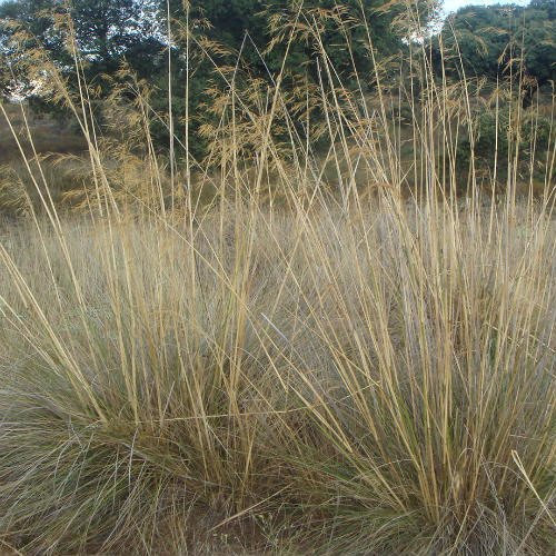Plant World Seeds - Stipa Gigantea Seeds (Grass Seeds)