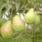 Köstliche von Charneux Herbstbirne Birnenbaum Birne Buschbaum ca. 110-140 cm 7,5 Liter Topfballen Quitte A