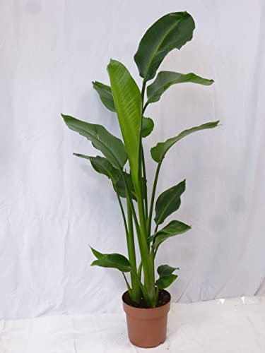 [Palmenlager] XL Strelitzia nicolai- Paradiesvogelblume - 140 cm/Baumstrelitzia/mediterrane Pflanze