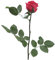 Rosa Stabilizzata Vera, Fiori 100% Made in Italy - Rosa Eterna, Pronta con Nastrino - Idea Regalo Mamma, Anniversario, Donna e San Valentino, Rose Stabilizzate Stelo Piccolo (Rosa Scuro, 1)