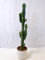 [Palmenlager] Euphorbia acrurensis 80 cm - Topf 17 cm Ø - Westernkaktus - Zimmerkaktus - Kaktus