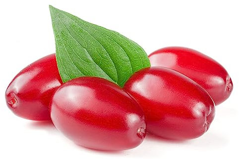 150 Stücke Kornelkirsche Frucht Kaufen Samen, Gartenpflanzen Winterhart Mehrjährig (Cornus Officinalis) Bonsaibaum, Samen Alte Sorten Säulenobst, Gewächshaus Balkon Obstbäume Kaufen,