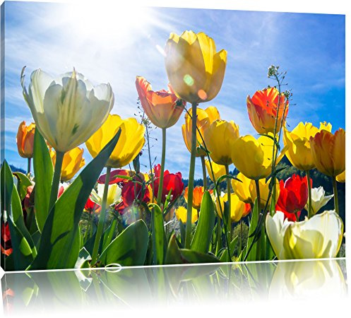 Pixxprint Blumenwiese Froschperspektive, Größe: 100x70cm, Leinwandbild, fertig gespannt, Wandbild, Dekoration, Kunstdruck, kein Poster