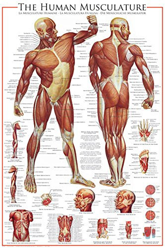 Educational - The Muscular System - Bildungs Poster Plakat Druck - Größe 61x91,5 cm