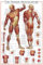 Educational - The Muscular System - Bildungs Poster Plakat Druck - Größe 61x91,5 cm