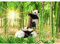 Runa Art Fototapete Panda Tiere Bambus 352 x 250 cm Vlies Tapeten XXL Moderne Wandtapete Wohnzimmer Schlafzimmer Grün Schwarz Weiss 9332011a