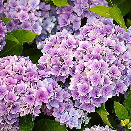Oce180anYLVUK Hortensiensamen, 1 Beutel Hortensiensamen Seltene Kleine Kugelförmige Blumensamen Riesige Schneebälle Für Den Garten Helles Lila Hortensie