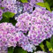 Oce180anYLVUK Hortensiensamen, 1 Beutel Hortensiensamen Seltene Kleine Kugelförmige Blumensamen Riesige Schneebälle Für Den Garten Helles Lila Hortensie