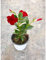 Pianta Dipladenia - Dimensione Vaso Vaso 14cm, Colori Disponibili Rosso