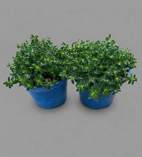 Piante Vive di Erba di San Giovanni, Verde e Bianco, Fiori estivi, Vaso cm 14, 2 Pezzi MODIPITRE