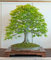 8 graines de HÊTRE COMMUN (Fagus Sylvatica) BONSAÏ W35 EUROPEAN BEECH TREE SEEDS