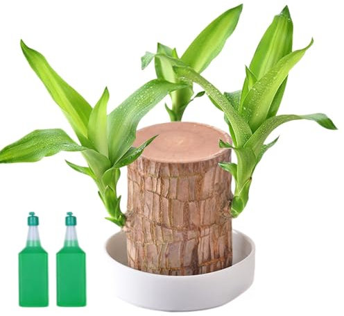 Mini Brazil Lucky Wood,Brazilian Lucky Wood for Office,Purifying Indoor Air Brazilian Hydroponic Wood,Tree Stump,Sprouting Lucky Bam-boos Wood for Desk Decor,Ma-gic Sprouting Lucky Bam-Boo Wood