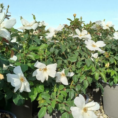 Gardenaria Rosa Paesaggistica 'White Knock Out' Meilland, Pianta da Giardino con Fiori Bianchi, Resistente al Freddo fino a -20°C, Vaso 19 cm, 30/40 cm
