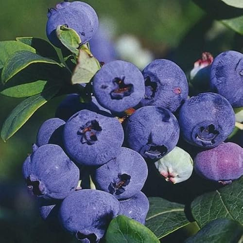 Heidelbeere Darrow 2L Pflanze für Anfänger und professionelle Gärtner - Ideal für Kleingarten, Garten - Schöne Pflanze mit ungewöhnlichen Blüten - Genießen Sie jeden Tag ihre Farben
