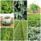 20 pcs jiaogulan pflanze winterhart samen - pflanztöpfe robuste balkonpflanzen winterhart,Gynostemma pentaphyllum, plant zimmerbonsai bonsai saat gartenpflanzen winterhart mehrjährig