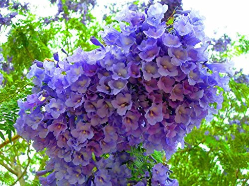 Albero di Jacaranda, Pianta vera, Fiore Viola, Jacaranda Mimosifolia. Astoni, alberatura. H120cm