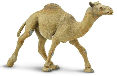 Safari 222429 – WSW Dromedar Camel La