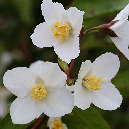 Philadelphus 'Starbright' Mock Orange Deciduous Hardy Shrub Plant | 9cm