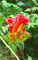 Seedeo Trompetenblume (Campsis radicans) 50 Samen