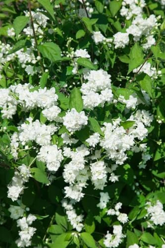 Philadelphus 'Bouquet Blanc' 100-125 cm - Duftjasmin, weiße Blüten, Blütezeit Juni-Juli, ideal für Hecken, bienenfreundlich, pflegeleicht